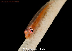 Goby in the night by Jonathan Sala 